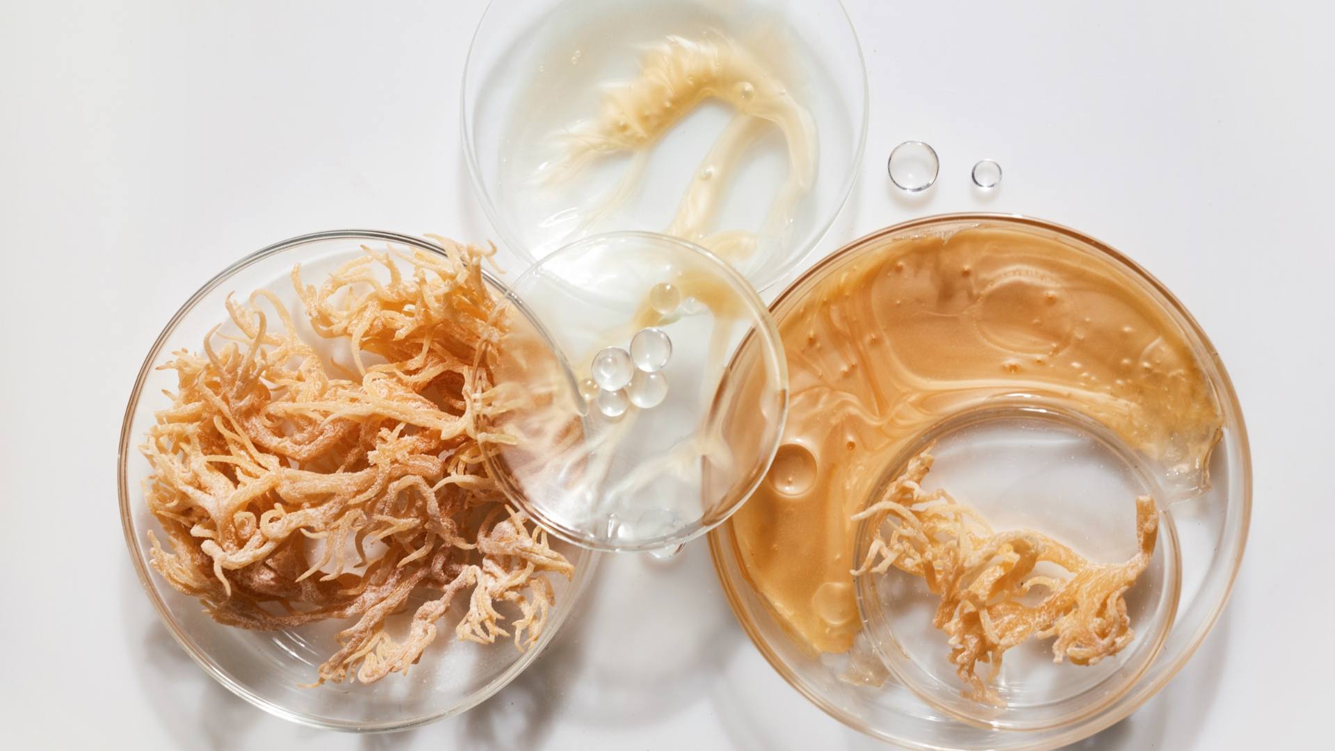 Sea Moss
